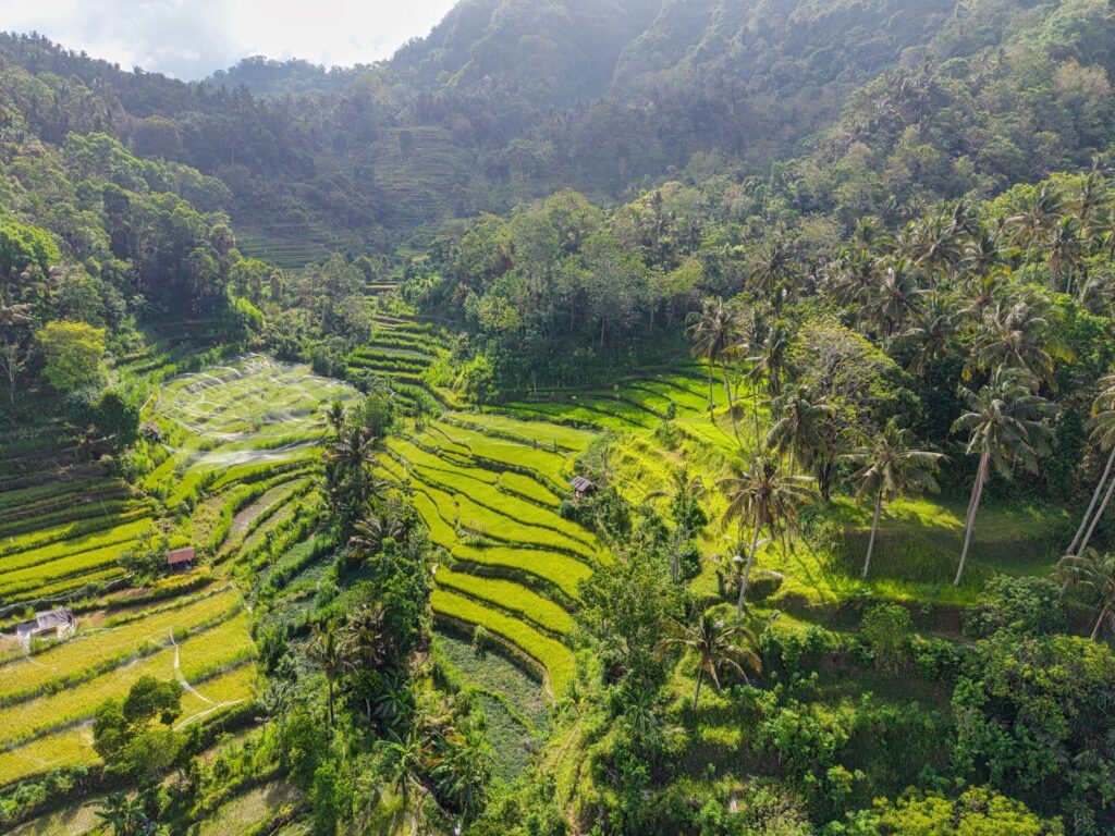 Lush green rice terraces surrounded by palm trees in Bali